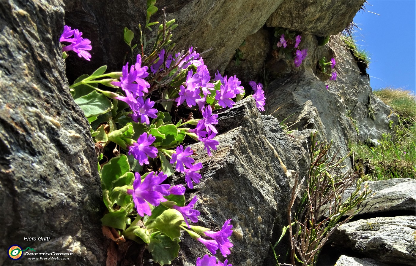 38 Primula irsuta (Primula hirsuta).JPG